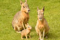 Mara-Nachwuchs
