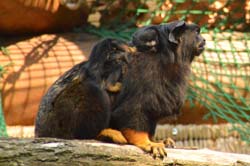 Rothandtamarin