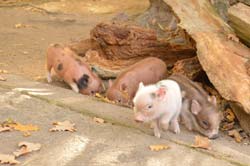 Nachwuchs der Göttinger Minischweine