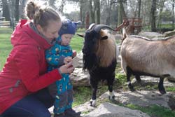 Oskar füttert die Ziegen mit Knäckebrot.