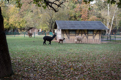 Unsere Alpakas