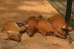 Die Wollschweinferkel halten ihr Mittagsschläfchen.