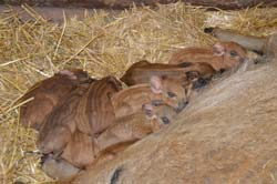 Nachwuchs bei unseren Mangalitzas