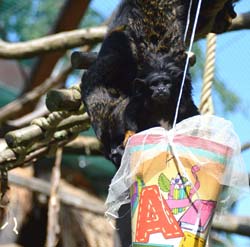 Rothandtamarin mit Zuckertüte
