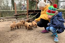 Wollschweinnachwuchs
