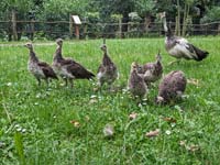 Pfaumutti mit sechs Küken