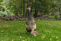 Pfau mit Küken