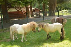 Eilenburger Miniponys
