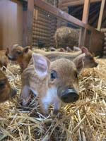Wollschweinnachwuchs