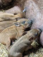 Wollschweinnachwuchs