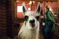 Neue Lamas im Tierpark