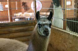 Neue Lamas im Tierpark
