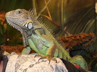 Leguan