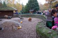 Wollschweinfütterung