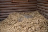 Mangalitzas